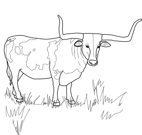 Texas Longhorn Steer Coloring Page